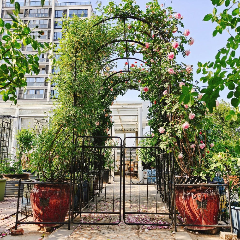 English Elm Metal Garden Arch with Double Gate Powder Coated Steel Frame for Climbing Plants W1586P148090