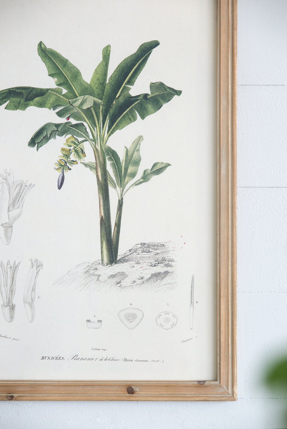 English Elm S/2 Framed Tree Prints Pair 15.5x23.5" – Botanical Wall Art Set with Brown Frames, Green & Earth Tones, Transitional Decor for Living or Dining Room (Pair) W2078P205296