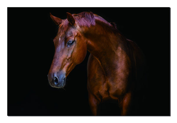 Homeroots Pensive Mare Unframed Acrylic Wall Art - Stunning Horse Decor To Elevate Your Home's Style!  Acrylic 571437