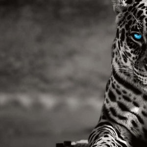 Homeroots Black Spotted Leopard Wall Art - Unframed Black & White Design With Blue Eyes For Trendy Decor  Acrylic 571442