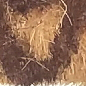 Homeroots 18" X 30" Brown Coir Floral Outdoor Door Mat   573928