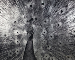 Sunpan COURTSHIP - 48" Charcoal Framed Peacock Art - Luxe Vintage Elegance for Living Spaces & Offices A0261