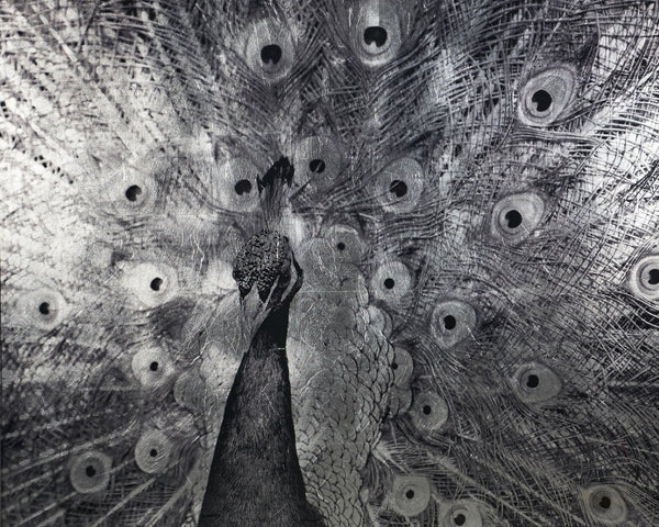 Sunpan COURTSHIP - 48" Charcoal Framed Peacock Art - Luxe Vintage Elegance for Living Spaces & Offices A0261