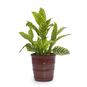 English Elm 3 Pieces Ceramic Flowerpot Set - Handcrafted Modern Planters In Bean Paste Red For Home & Garden W3273P321532