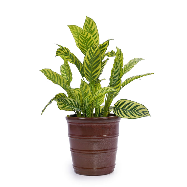 English Elm 3 Pieces Ceramic Flowerpot Set - Handcrafted Modern Planters In Bean Paste Red For Home & Garden W3273P321532