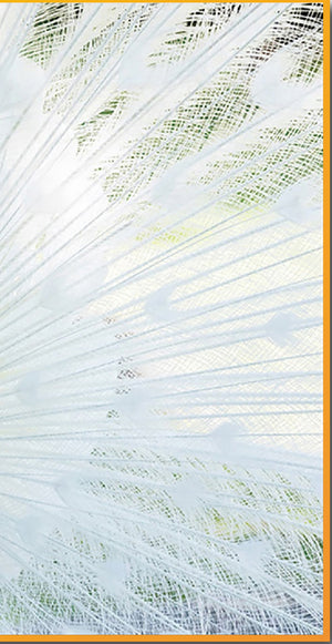 English Elm Silver Sunny Peacock Acrylic Art Print in Gold Frame — Glossy High-Res Contemporary Wall Decor (97) B030P306244