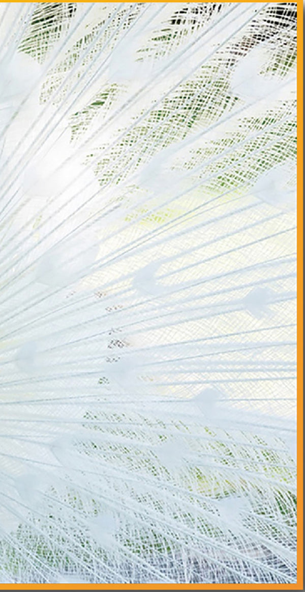 English Elm Silver Sunny Peacock Acrylic Art Print in Gold Frame — Glossy High-Res Contemporary Wall Decor (97) B030P306244