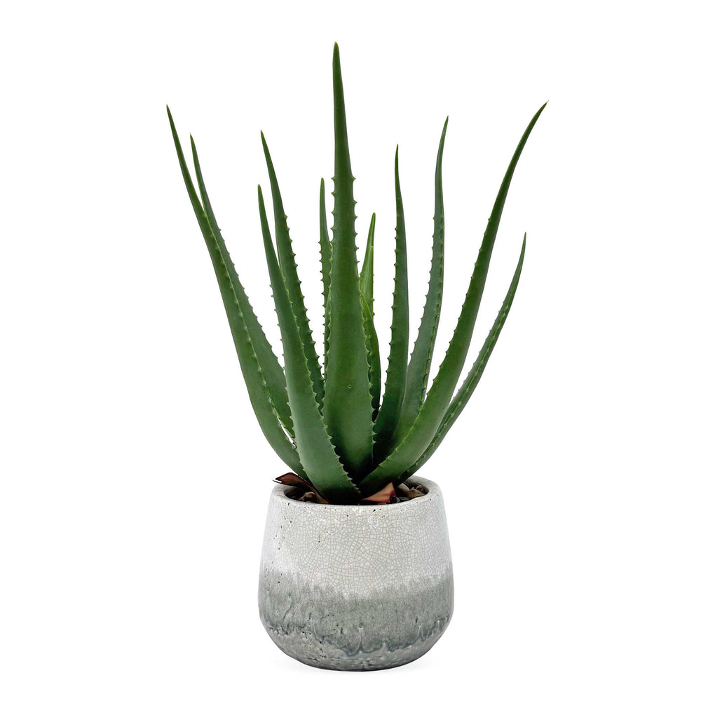 Uttermost Uttermost Sculptural Aloe Botanical in Crackled Ceramic Pot for Coastal Interiors 60262