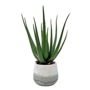 Uttermost Uttermost Sculptural Aloe Botanical in Crackled Ceramic Pot for Coastal Interiors 60262