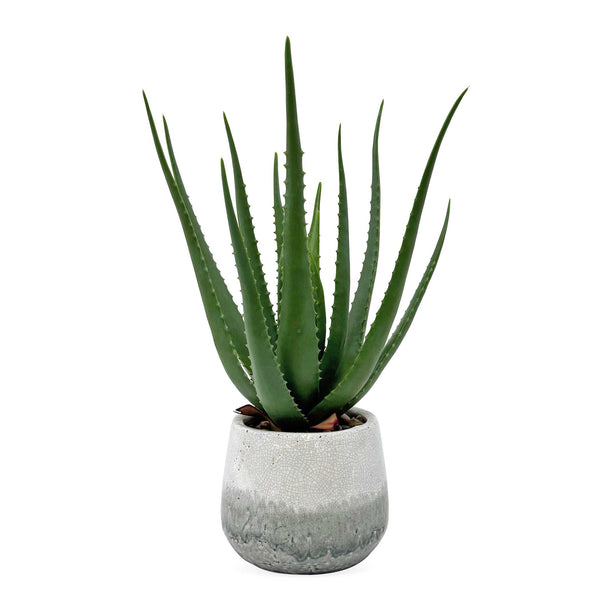 Uttermost Uttermost Sculptural Aloe Botanical in Crackled Ceramic Pot for Coastal Interiors 60262