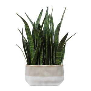 Uttermost Uttermost Sansera Faux Snake Plant in Ombre Glazed Ceramic Pot for Modern Interiors 60271