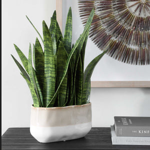 Uttermost Sansera Faux Snake Plant in Ombre Glazed Ceramic Pot for Modern Interiors