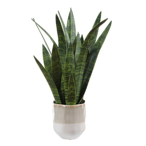 Uttermost Sansera Faux Snake Plant in Ombre Glazed Ceramic Pot for Modern Interiors