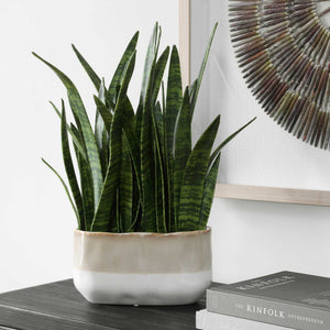 Uttermost Sansera Faux Snake Plant in Ombre Glazed Ceramic Pot for Modern Interiors