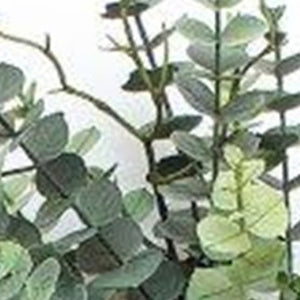 HomeRoots 9" Green Artificial Eucalyptus Wall Hanging - Lifelike, Low-Maintenance Decor for Any Space 606345