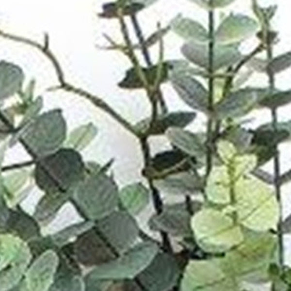 HomeRoots 9" Green Artificial Eucalyptus Wall Hanging - Lifelike, Low-Maintenance Decor for Any Space 606345