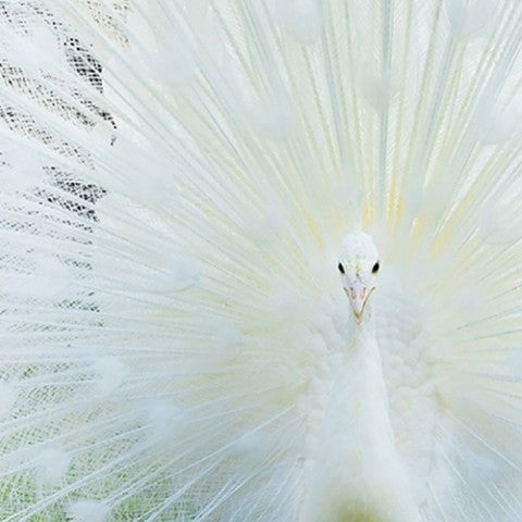 Homeroots White Peacock Gold Framed Wall Art – Stunning Multi-color Photography For Trendy Home Decor Accent  Acrylic 618569