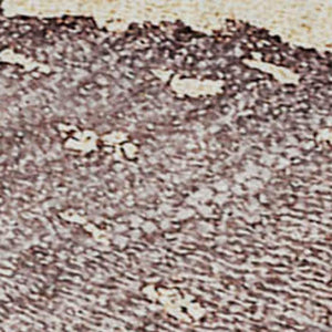 HomeRoots 10' Blue and Green Abstract Washable Area Rug - UV Protection, Stain Resistant, Perfect for High-Traffic Homes 646488