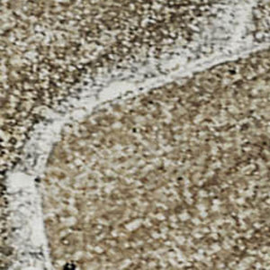 HomeRoots 5' X 8' Washable Area Rug in Brown, Ivory & Gray - Modern Abstract, UV Protected & Stain-Resistant 647220