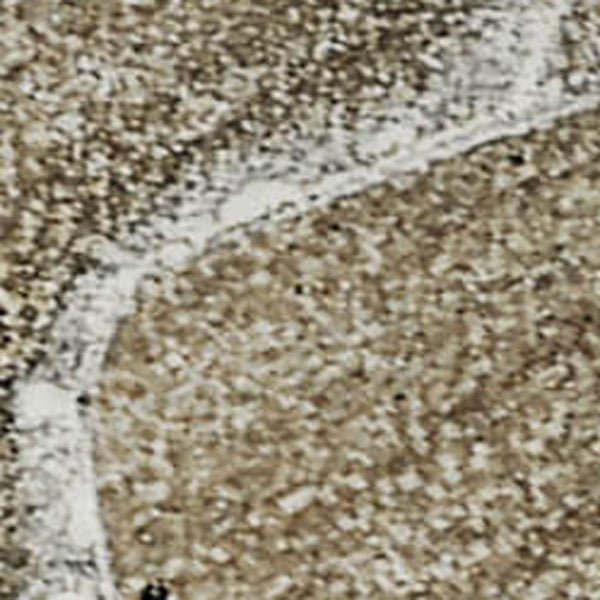 HomeRoots 5' X 8' Washable Area Rug in Brown, Ivory & Gray - Modern Abstract, UV Protected & Stain-Resistant 647220