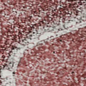HomeRoots 10' X 14' Merlot & Ivory Abstract Area Rug - Washable, Durable, UV-Protected, Ideal for Busy Homes 647236