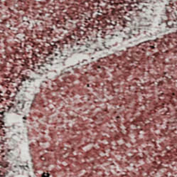 HomeRoots 10' X 14' Merlot & Ivory Abstract Area Rug - Washable, Durable, UV-Protected, Ideal for Busy Homes 647236