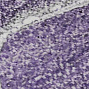 HomeRoots 10' X 14' Purple & Ivory Abstract Washable Area Rug - UV Protected, Pet-Friendly, Modern Décor Solution 647248