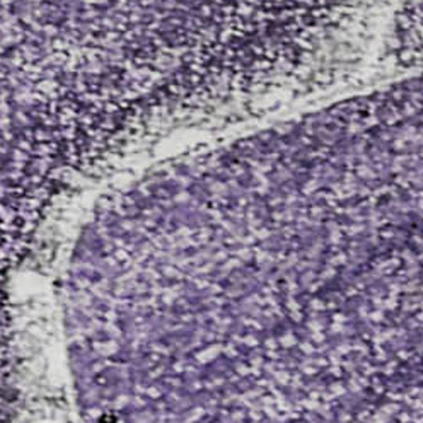 HomeRoots 10' X 14' Purple & Ivory Abstract Washable Area Rug - UV Protected, Pet-Friendly, Modern Décor Solution 647248