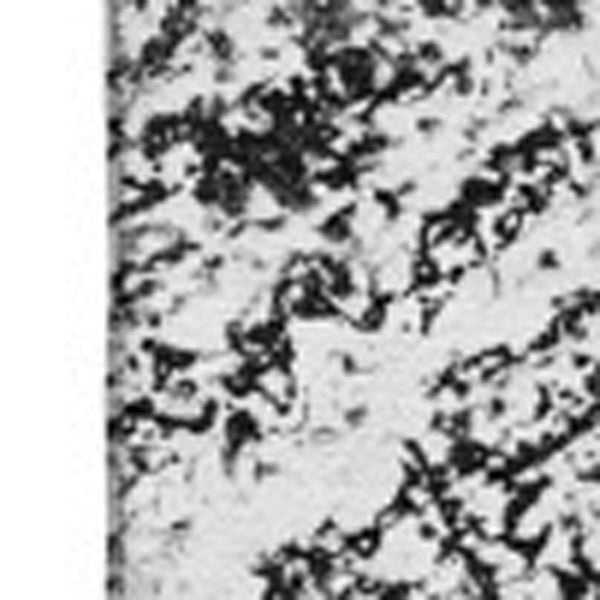 HomeRoots 8' X 10' Black And Ivory Abstract Area Rug - Stylish, Washable, UV-Protected, Perfect for Homes! 651062