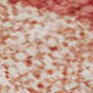 HomeRoots 8' X 10' Washable Abstract Area Rug in Blush Orange & Wheat - UV Protected, Durable, Stain Resistant 682101