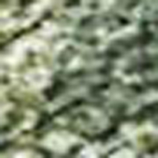 HomeRoots 10' Abstract Fern Green & Ivory Washable Area Rug for Indoor & Outdoor Spaces - Durable & Stylish 689166