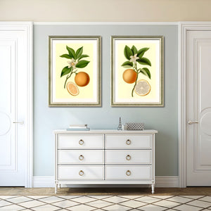 English Elm Set Of 2 Orange Fruit Botanical Prints In Solid Wood Frames - Stunning Kitchen Wall Art Decor 18X24 T3976P383225-GIGA