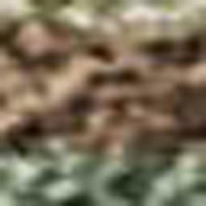 HomeRoots 8' X 10' Coastal Seashell Area Rug in Artichoke Green, Brown & Beige - Washable & Durable Design 691521