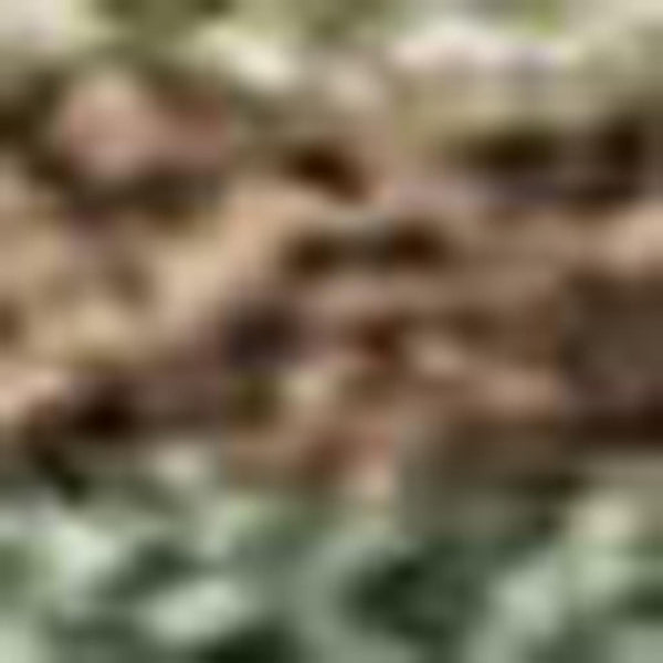 HomeRoots 8' X 10' Coastal Seashell Area Rug in Artichoke Green, Brown & Beige - Washable & Durable Design 691521