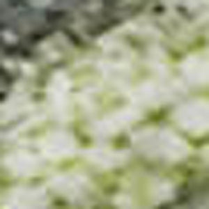 HomeRoots 10' Artichoke Green & Gray Abstract Washable Area Rug – UV Protected, Non-Slip, Perfect for Living Spaces 697662