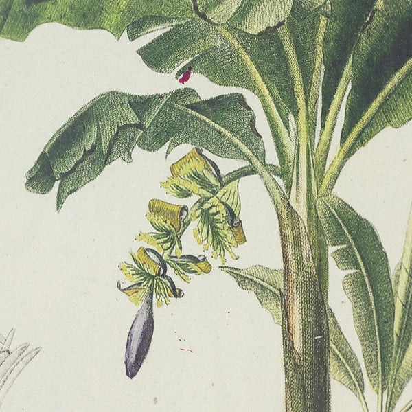 English Elm S/2 Framed Tree Prints Pair 15.5x23.5" – Botanical Wall Art Set with Brown Frames, Green & Earth Tones, Transitional Decor for Living or Dining Room (Pair) W2078P205296