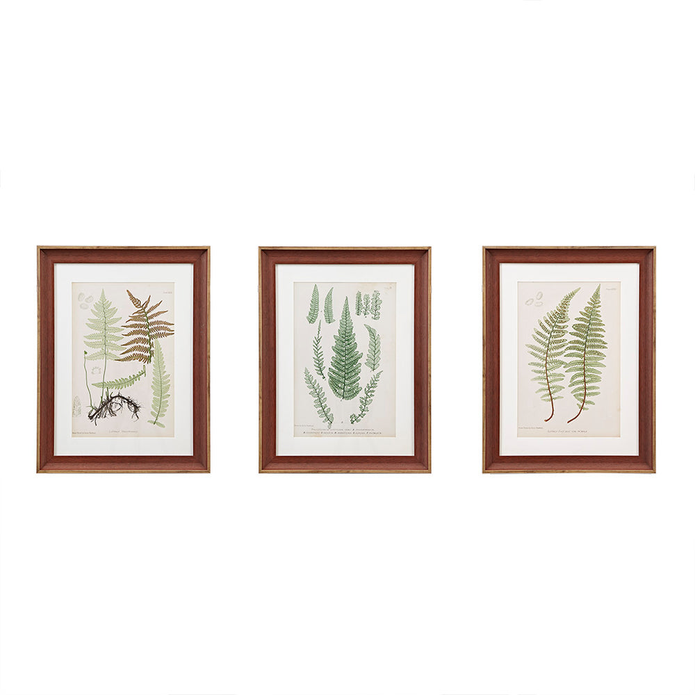 JLA Home Madison Park - Botanical 3-Piece Framed Fern Art Set with Glass & Single Mat — Cottage Gallery Wall Decor, 18.75x24.75 MT95G-0003