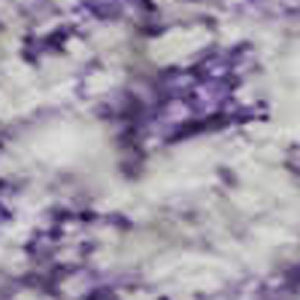 HomeRoots 9' X 12' Lilac and Ivory Oriental Area Rug – Washable, UV-Protected, Stain-Resistant, Durable Design! 700606