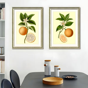 English Elm Set Of 2 Orange Fruit Botanical Prints In Solid Wood Frames - Stunning Kitchen Wall Art Decor 18X24 T3976P383225-GIGA