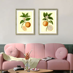 English Elm Set Of 2 Orange Fruit Botanical Prints In Solid Wood Frames - Stunning Kitchen Wall Art Decor 18X24 T3976P383225-GIGA