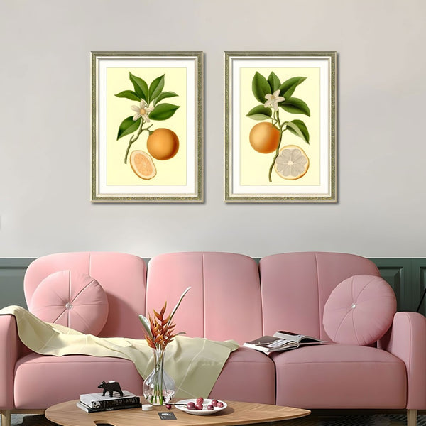English Elm Set Of 2 Orange Fruit Botanical Prints In Solid Wood Frames - Stunning Kitchen Wall Art Decor 18X24 T3976P383225-GIGA