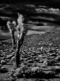 Picture Of Ocotillo 21X16 Black And White (Make To Order)