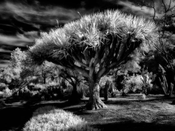 Lilys Picture Of Aloe Tree 21X16 (Make To Order) 8097-3