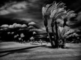 Picture Of Borrego Wind 21X16H (Make To Order)