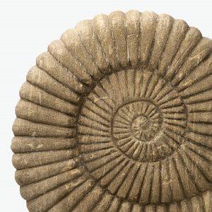 Lilys 18" Stone Nautilus Statue ...... 8544-L