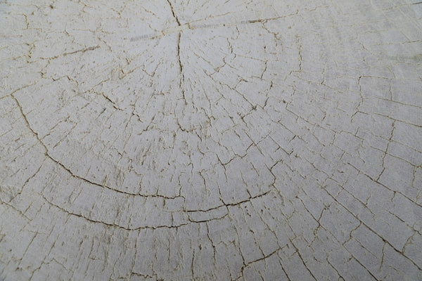 Lilys Capri Live Edge Primitive Round Coffee Table Large(Size Vary  25"-35" Wide) 9017-L