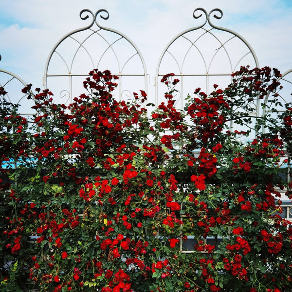 English Elm 4 Pack Galvanized Steel Garden Trellis Panels Powder Coated Cream White Climbing Plant Support W1586P147434