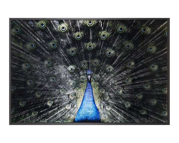 Sunpan BRILLIANT Peacock Art - 72" x 48" Luxe Wall Décor in Charcoal Frame, Modern Elegance for Any Space A0265