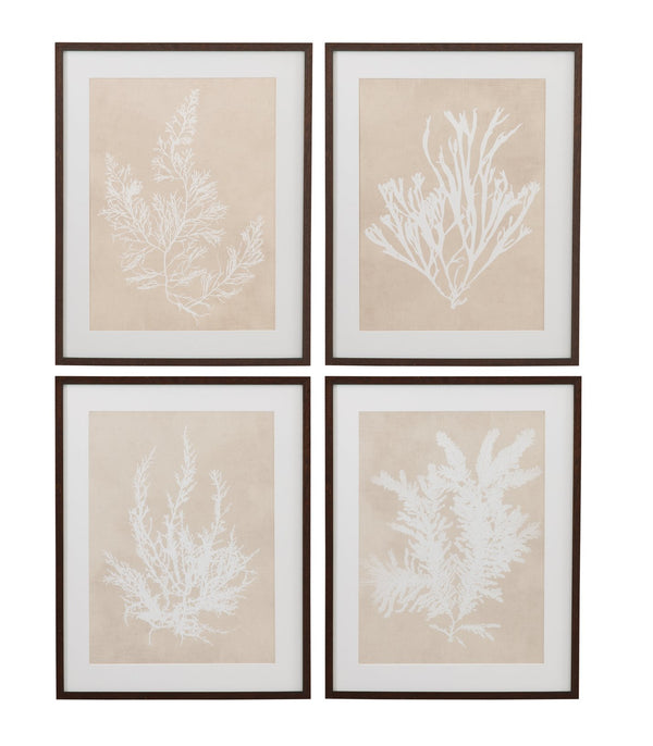 Basset Mirror Gracilaria Multipartita Framed Print - Elegant Dark Walnut Frame With Ivory Matboard For Unique Decor Beige Wood,Glass,Paper,Foam Core 9902-328b