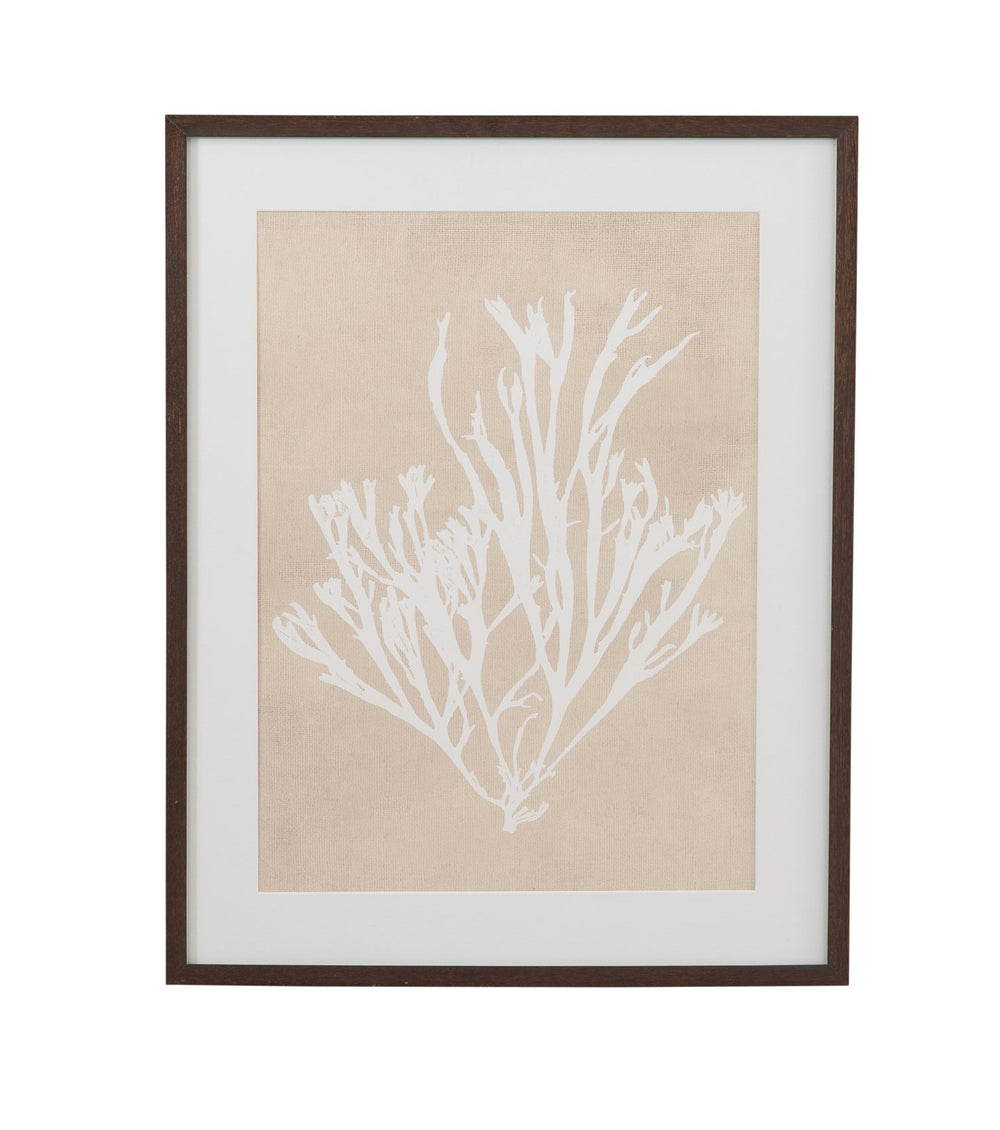 Basset Mirror Gracilaria Multipartita Framed Print - Elegant Dark Walnut Frame With Ivory Matboard For Unique Decor Beige Wood,Glass,Paper,Foam Core 9902-328b